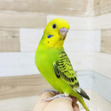 嫌がるくせにぃ〜！！セキセイインコ(オパーリン)