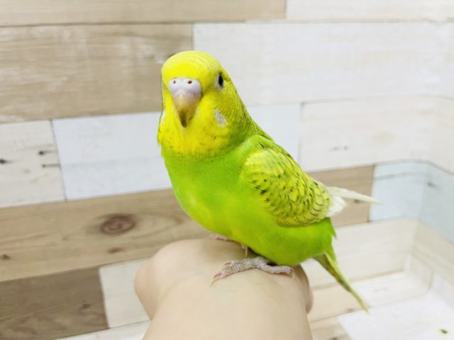 セキセイインコ