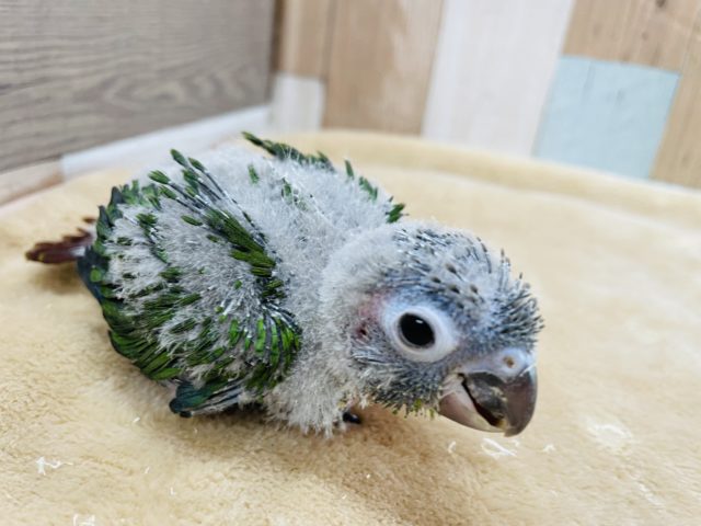 ホオミドリウロコインコ