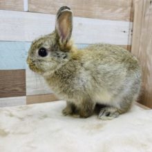 むっちりボディの女の子☆ネザーランドドワーフのチェスナットカラー！