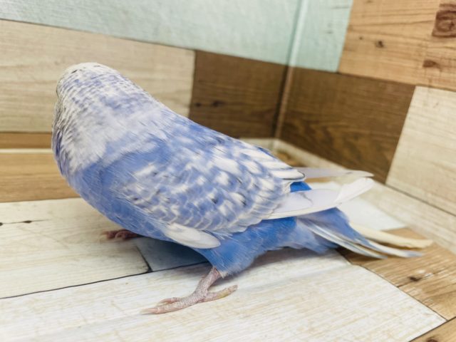 ジャンボセキセイインコ