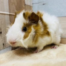 つぶらな瞳にキュンです♡二色の巻毛モルモットさん！