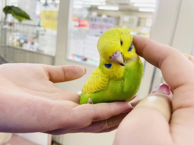 ジャンボセキセイインコ