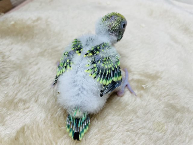 セキセイインコ