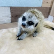 最新画像有り☆元気いっぱい☆ミーアキャットの女の子①