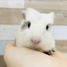 ベリーキュート♥️クレステッドモルモットくん(ホワイト＆グレー)