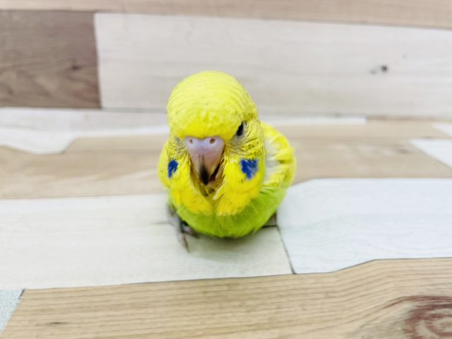 ジャンボセキセイインコ