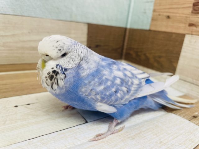 実はデレデレさん！？ジャンボセキセイインコ♪