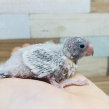 ウブウブ♡セキセイインコ ライラック モウブ
