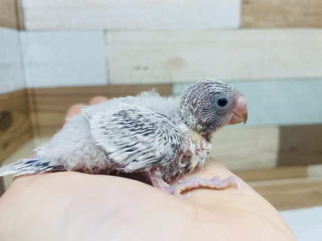 ウブウブ♡セキセイインコ ライラック モウブ