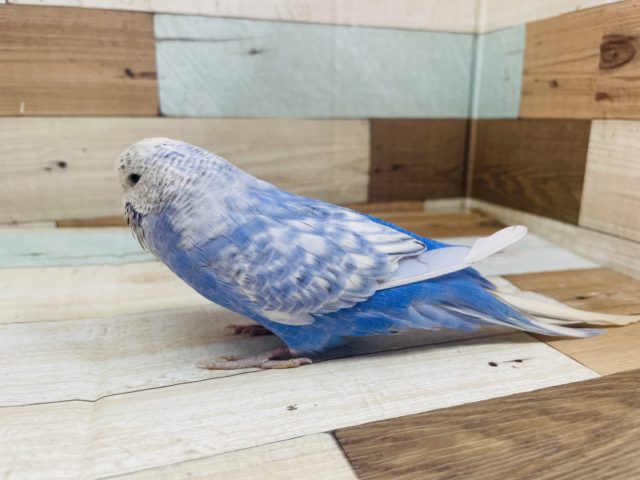 ジャンボセキセイインコ