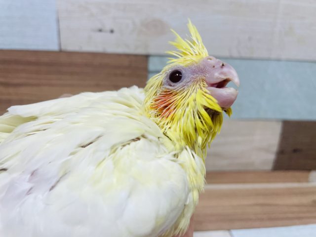 オカメインコ