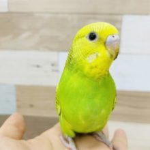 可愛いお顔〜♪セキセイインコ(スパングル)