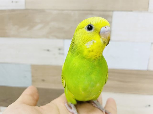 可愛いお顔〜♪セキセイインコ(スパングル)