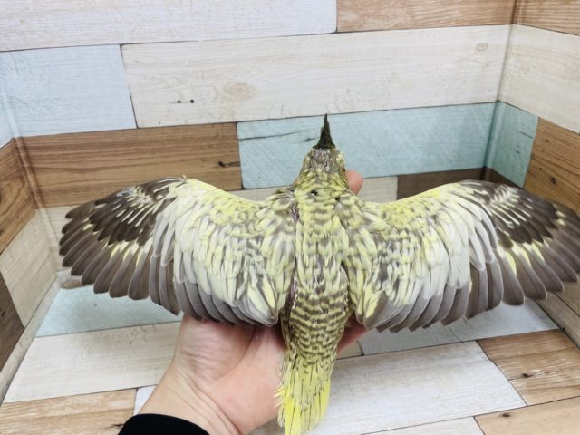 オカメインコ