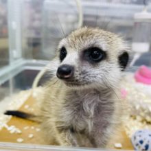 構ってアピール上手な仔☆ミーアキャットの男の子！