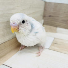 綺麗すぎますよ…セキセイインコヒナ！