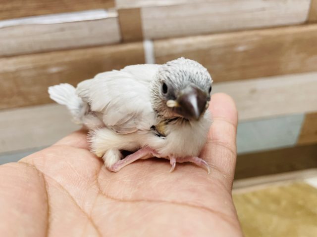 シルバー文鳥