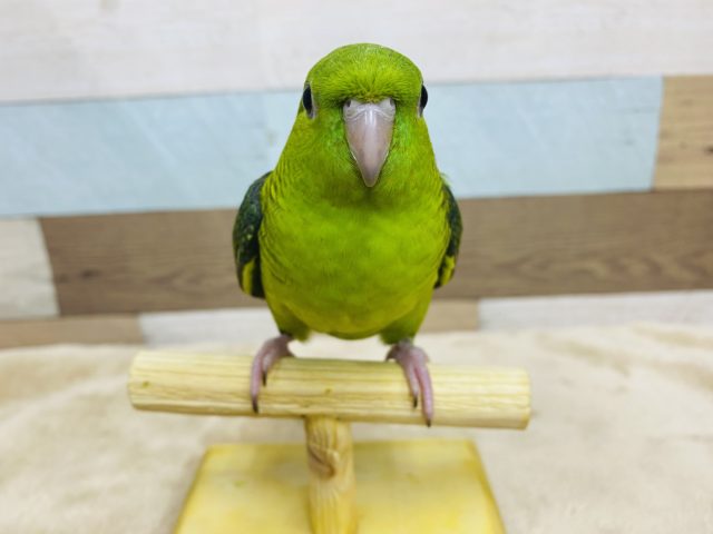 サザナミインコ