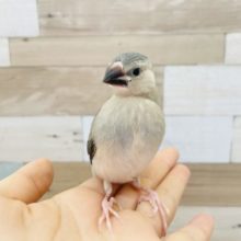 超ホヤホヤ最新画像☆大人気の桜文鳥！再び登場〜★