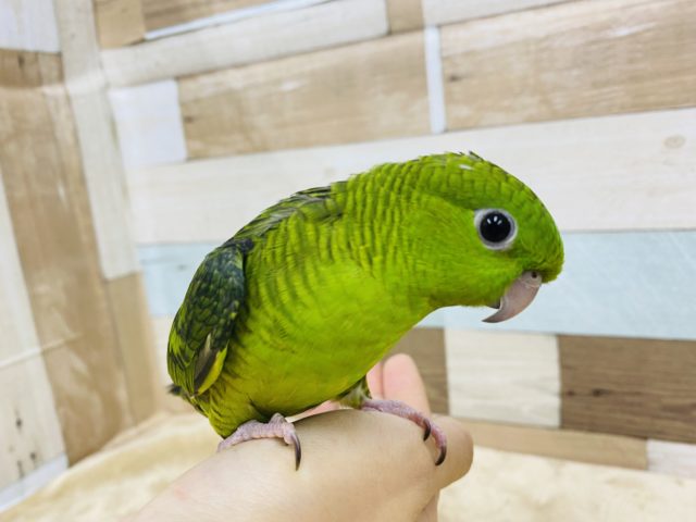 サザナミインコ