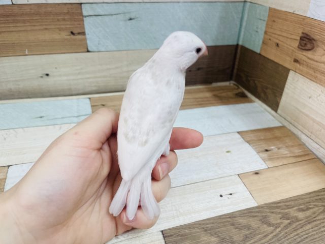 白文鳥