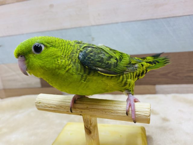 サザナミインコ