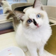 お鼻の模様が特徴的！美人のラグドールいるよ！