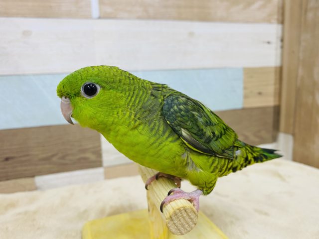 サザナミインコ