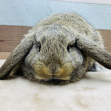 むちむちボディでキュートなお顔☆ロップイヤーラビットのチェスナットカラー！