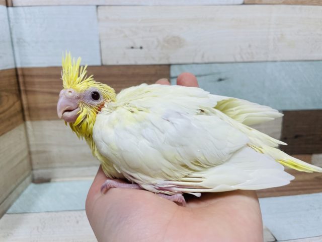 オカメインコ