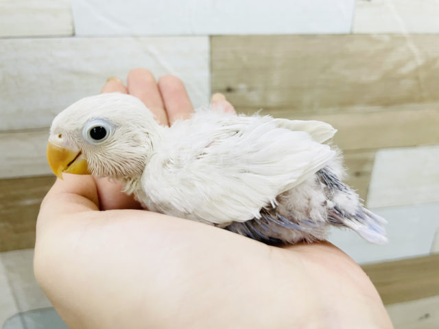 ボタンインコ