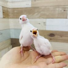 美白✨人気者の白文鳥ヒナ〜！！