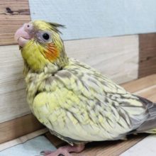 にっこり笑顔が素敵です♪ オカメインコ　シナモンパール！