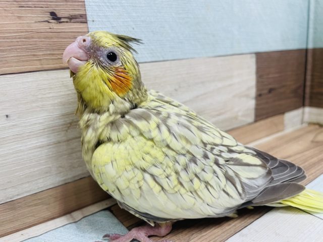 にっこり笑顔が素敵です♪ オカメインコ　シナモンパール！