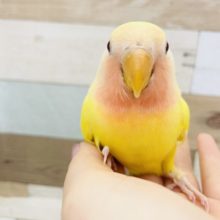 超ホヤホヤ最新画像✨華やかなカラー★コザクラインコヒナ(ルチノー)