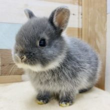 丸っこい可愛さ♡ネザーランドドワーフブルーマーチンやってきました〜