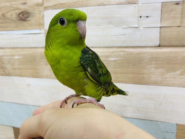 サザナミインコ