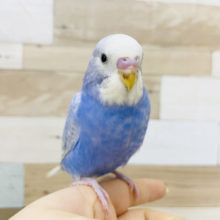 晴天のような綺麗さ✨セキセイインコ(スパングル)