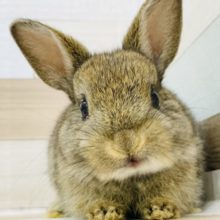 可愛いんだよなぁ〜♥ネザーランドドワーフ(チェスナット)