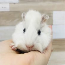 真っ白な巻き毛ガール♪アビシニアンモルモットちゃん(ホワイト)