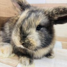 カッコよすぎませんか！？ロップイヤーラビット トーティ