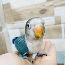 超ホヤホヤ最新画像★手に寄ってきます♪ボタンインコのヒナのブルーカラー！