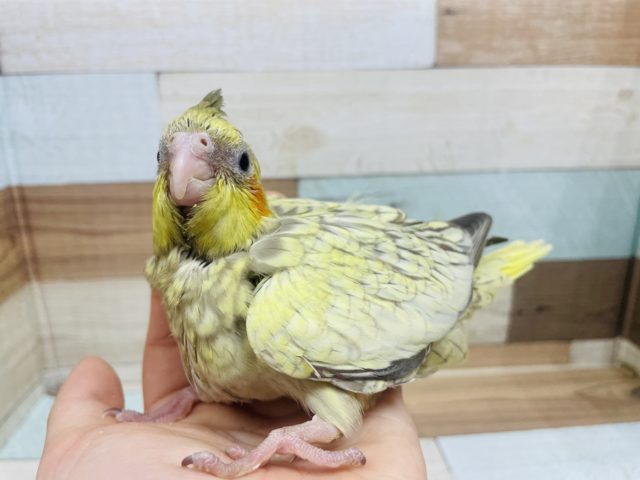 オカメインコ