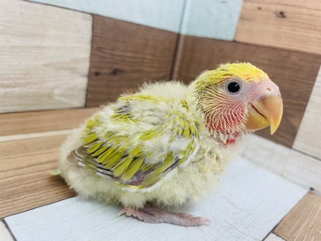 コザクラインコ（小桜インコ）