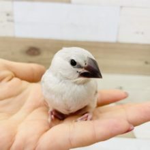 超ホヤホヤ最新画像♪ちっちゃな大食い★シルバー文鳥ヒナ！