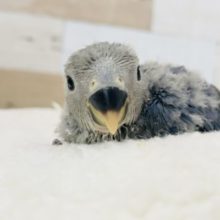 可愛さ罪です！！コザクラインコヒナ(バイオレットファクター)