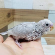 人気な鳥さん〜落ち着きのある ライラック モウブ