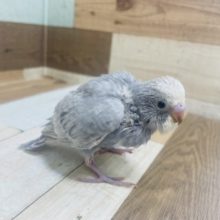 人気です！☆セキセインコ　ライラック！