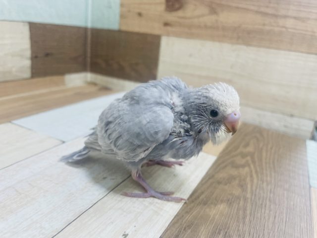 人気です！☆セキセインコ　ライラック！